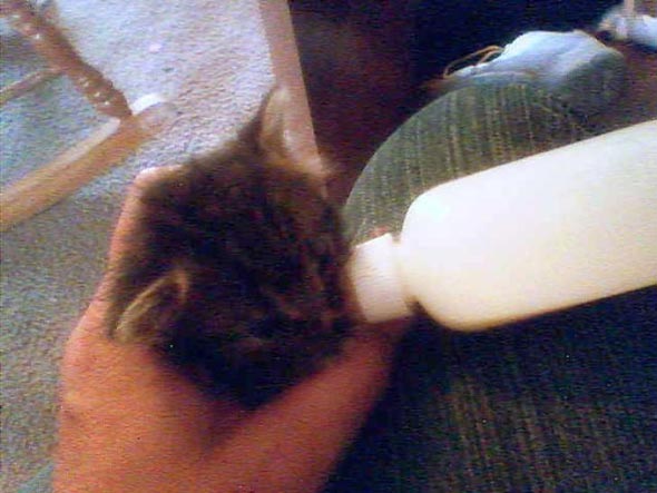 Baby  kitten