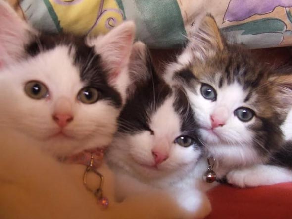 Jack, Rosie and Toby  kitten