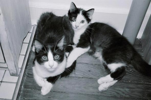 Butler & Scrimp  kitten