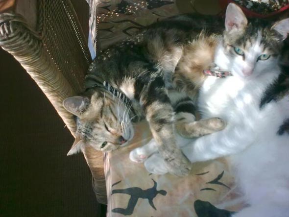 Bicardi and Smirnoff  kitten