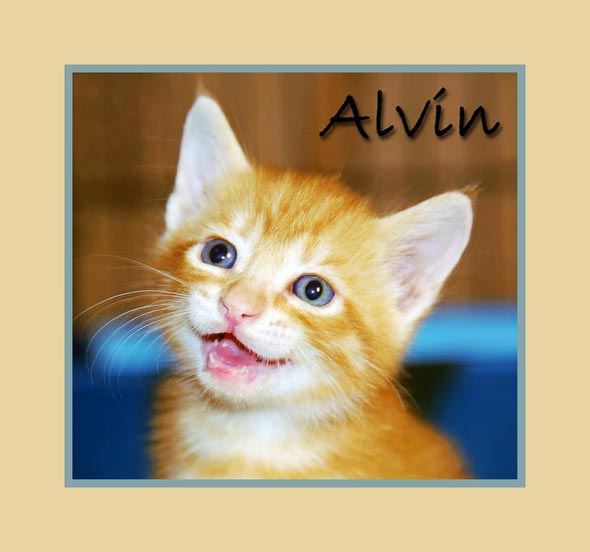 Alvin  kitten