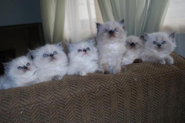 Knop Kittens  kitten