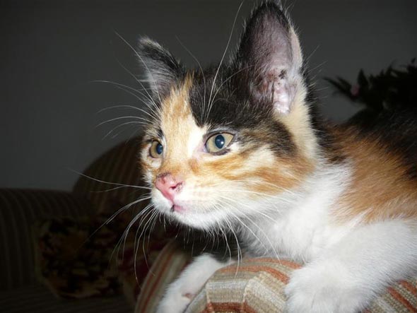 Lili  kitten