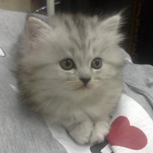 Chanel  kitten