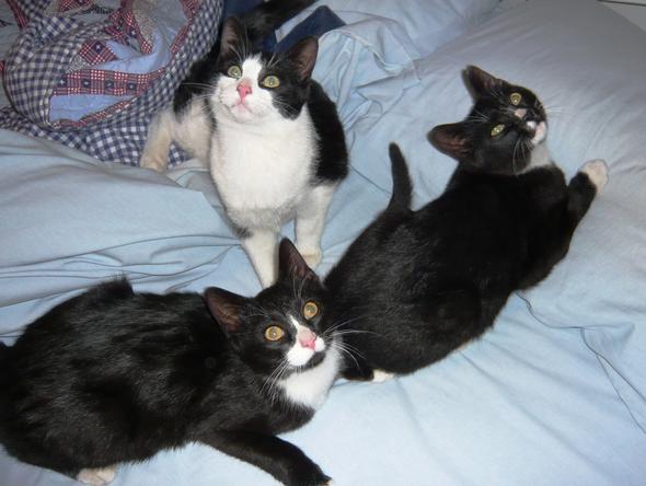 The Tuxedo Triplets - Maukie, Farley and PandaMoo  kitten