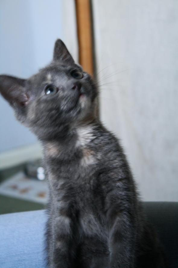 Pandora  kitten