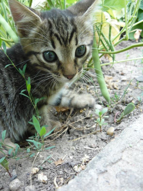 Brown Sugar Tiger  kitten