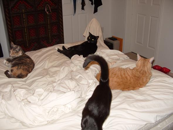 Former Roommates Kitties  kitten