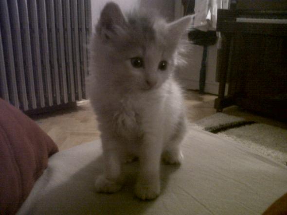 Tosca  kitten