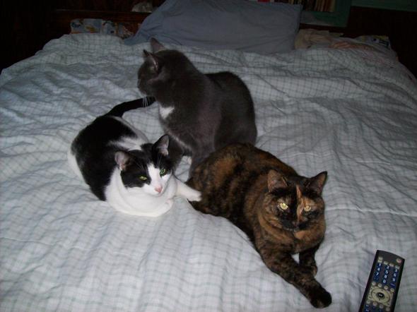 Popeye,Olive Oyl,and Swee Pea  kitten