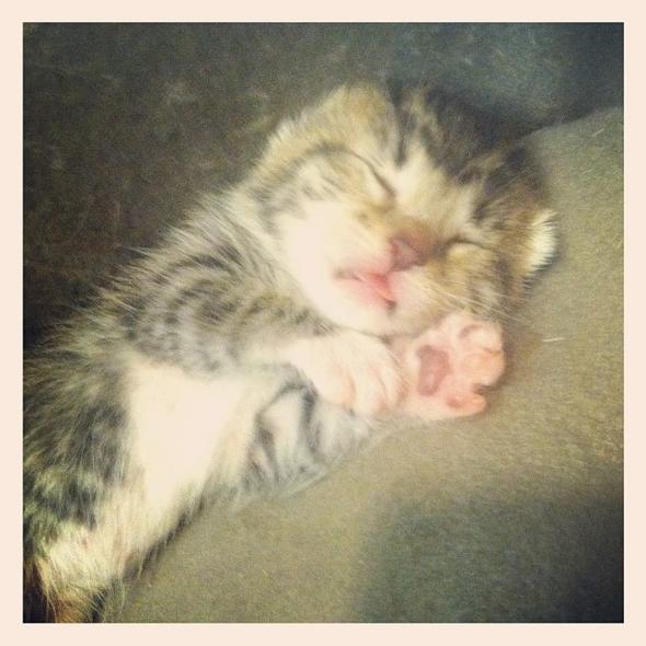Sleepy Kitteh  kitten