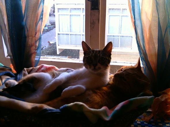 Daisy and inseparable Carotino  kitten
