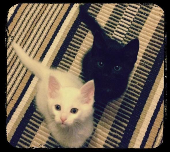 Micah (Black) and Dutchess (White)  kitten
