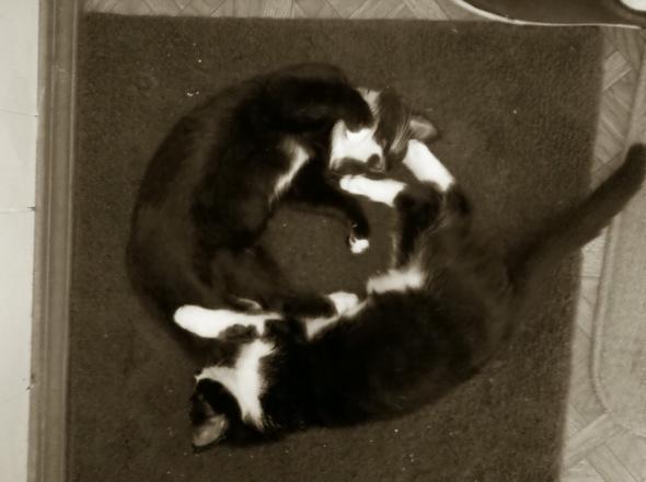 Dominese & Domino  kitten