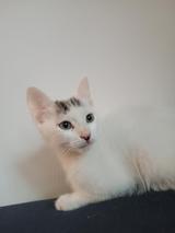 New Kitten Klub Member - Gucio