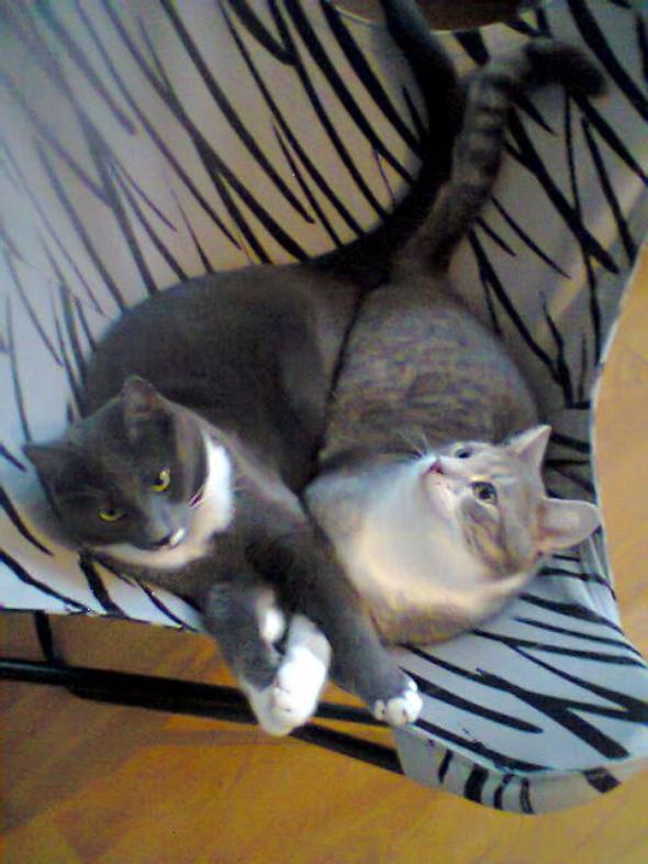 Halla and Topi Update  kitten