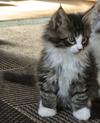 Kitten Comment Thumbnail