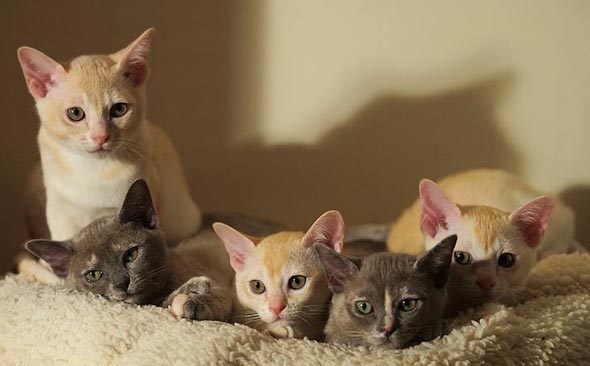 Darcy, Lizzie, Lottie, Kitty, and, Bingley [redux]  Burmese kitten