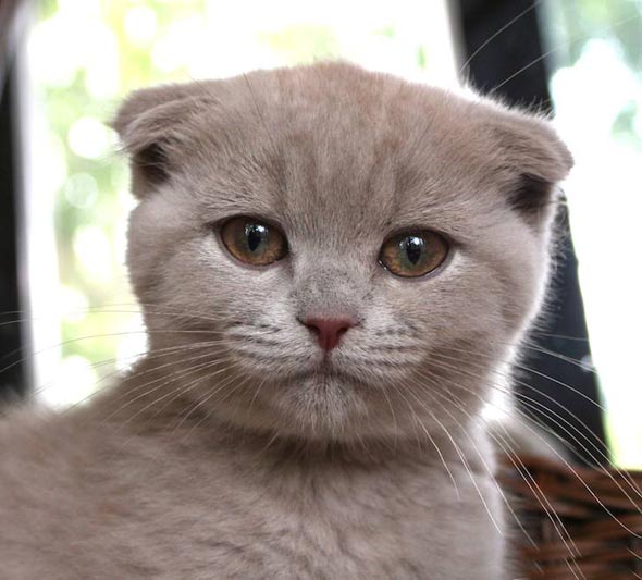 Misa [redux]  Scottish Fold kitten