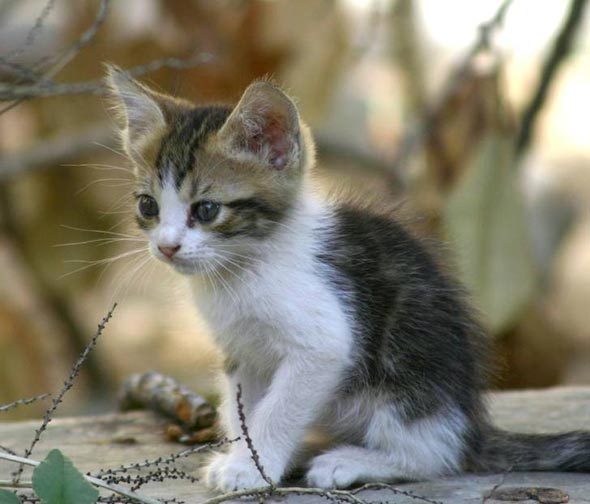 Kittens in Malta [redux]  kitten