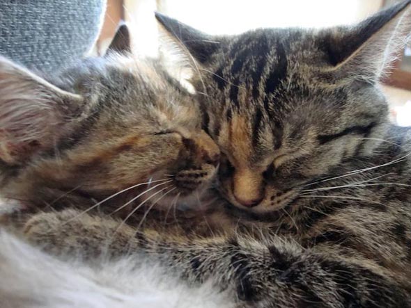 Luna and Bijou [redux]  kitten