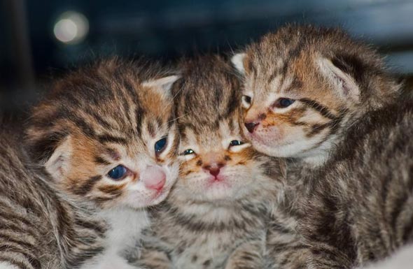 Poppy's Kittens [redux]  kitten