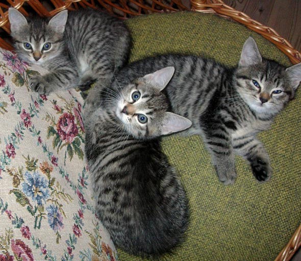 Selma's Kittens [redux]  kitten