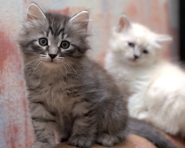 Siberian Kittens [redux]  kitten