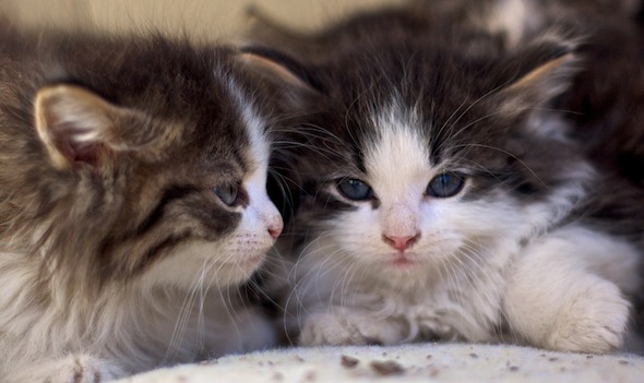 DCFoF: Rock County Kittens [redux]  kitten