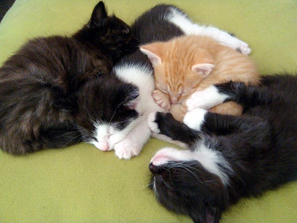 Smoggy's Friends: Robert, Colin, Flicker & Pearl [redux]  kitten