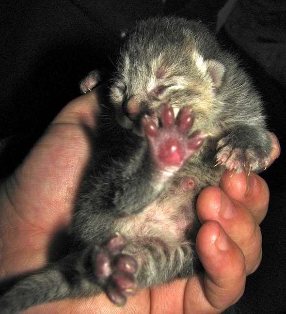 A Tortie Mom's Adopted Kitten [redux]  kitten