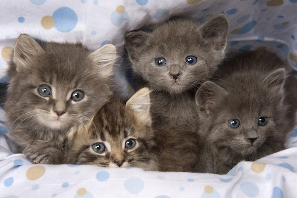 Four Grey Kittens [redux]  kitten