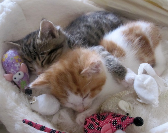 Figaro and Ripley [redux]  kitten
