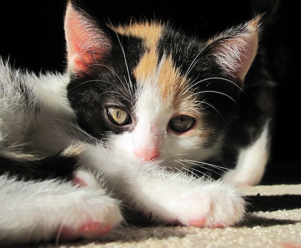Vidalia's Kittens: Finch [redux]  kitten