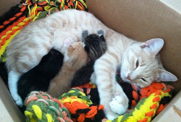 Pumpkin and her Kittens [redux]  kitten
