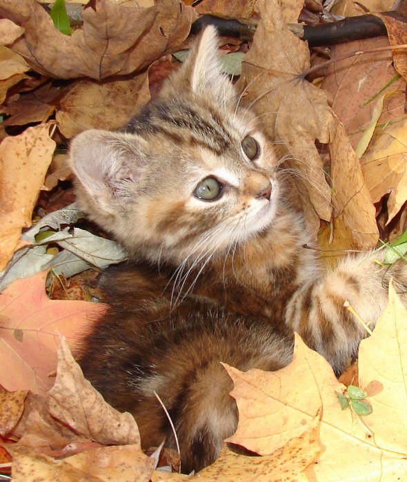 Phoebe [redux]  kitten