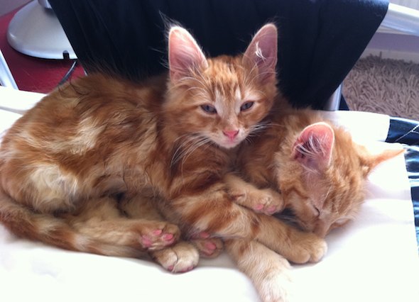 Misha and Proshus [redux]  kitten