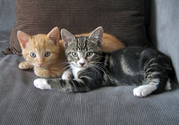 Naboo and Bollo [redux]  kitten