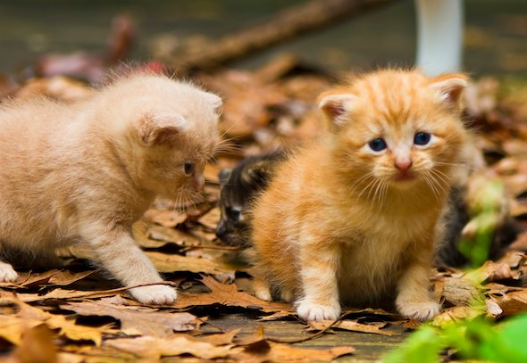Farm Kittens in Arkansas [redux]  kitten