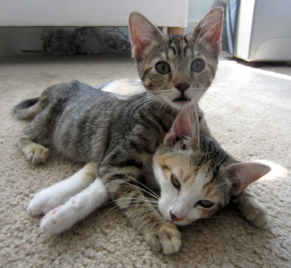 Lisa Jr. and Mary Mary [redux]  kitten