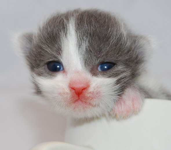 Grey and White Kitten [redux]  kitten