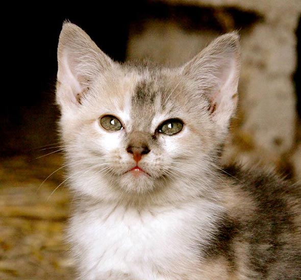 Ohio Barn Kittens: Calico Girl [redux] kitten