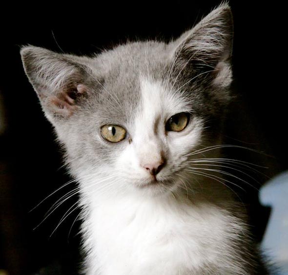 Ohio Barn Kittens: Grey Girl [redux]  kitten
