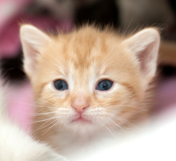 Patches's Kittens: Twinkie [redux]  kitten