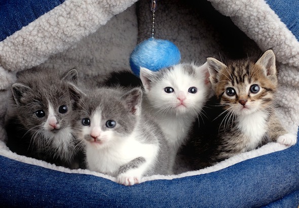 Monti, Tucker, JT & Jack [redux]  kitten