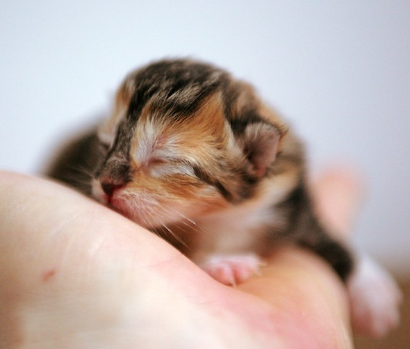 Tiffie's Kittens: Leelou [redux]  kitten