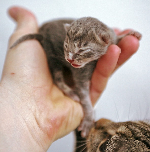 Tiffie's Kittens: Milly [redux] kitten