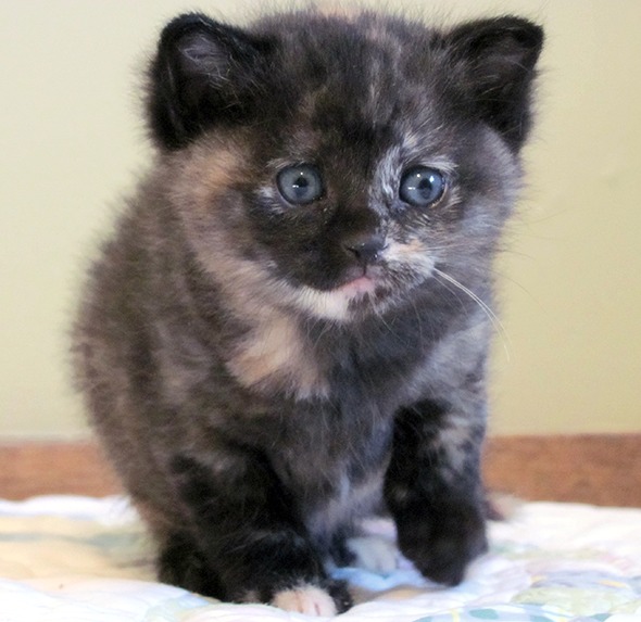 Moonshine's Kittens: Bijou [redux] kitten