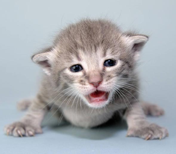 Cassie's Kittens: Spencer [redux]  kitten