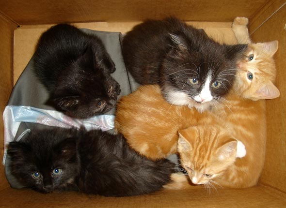 Milly, Polly, Cocoa, Boots & Randi [redux]  kitten